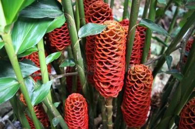 15 reasons why you should use ginger 15 reasons why you should use ginger